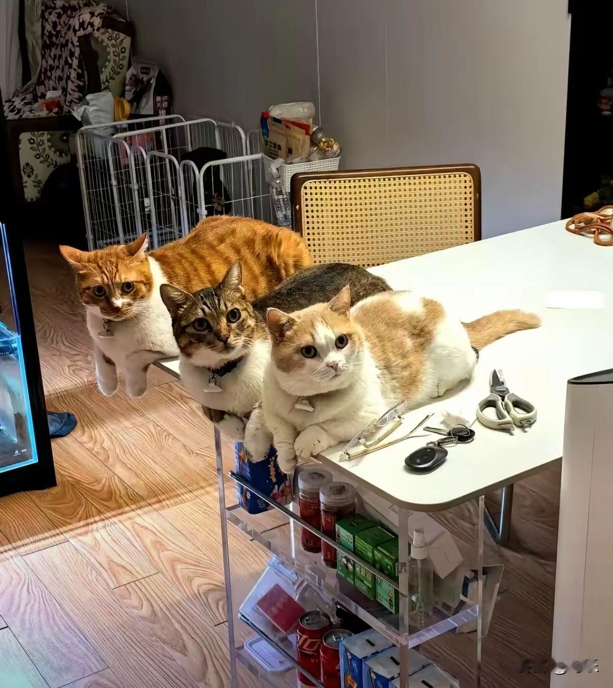 辽宁沈阳一位独居女孩感冒昏睡十二个小时，醒来第一反应不是找水喝，而是点开家里的监