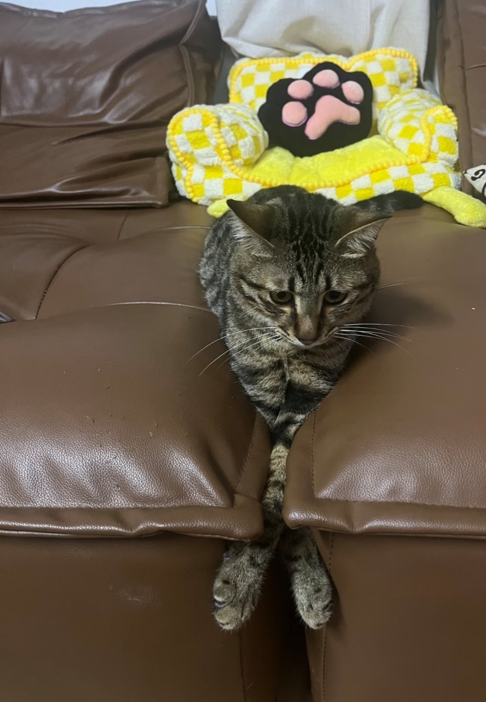 悠闲的猫猫
