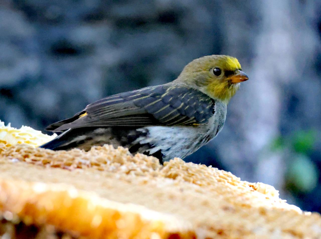 吃食特别又很难拍到的黄腰响蜜䴕！这是一种在我国仅分布于滇西北、藏东南两地的野鸟