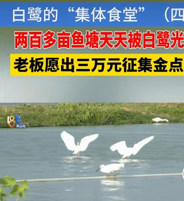 两百多亩鱼塘成了白鹭的天然食堂，成群白鹭每日前来觅食，可愁坏了鱼塘周老板。大量水