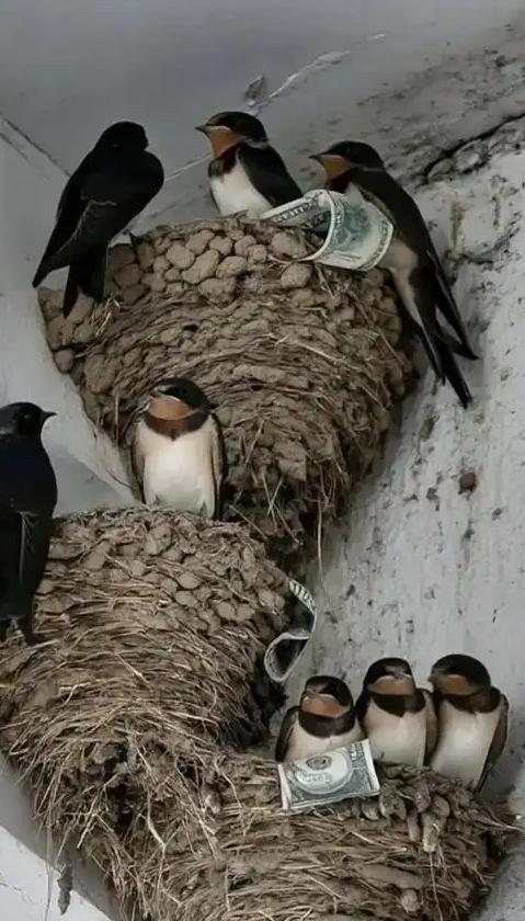 富贵人家从不筑燕子窝，老祖宗早讲清其中玄机：若家中出现燕子，实则是在提醒你这2件