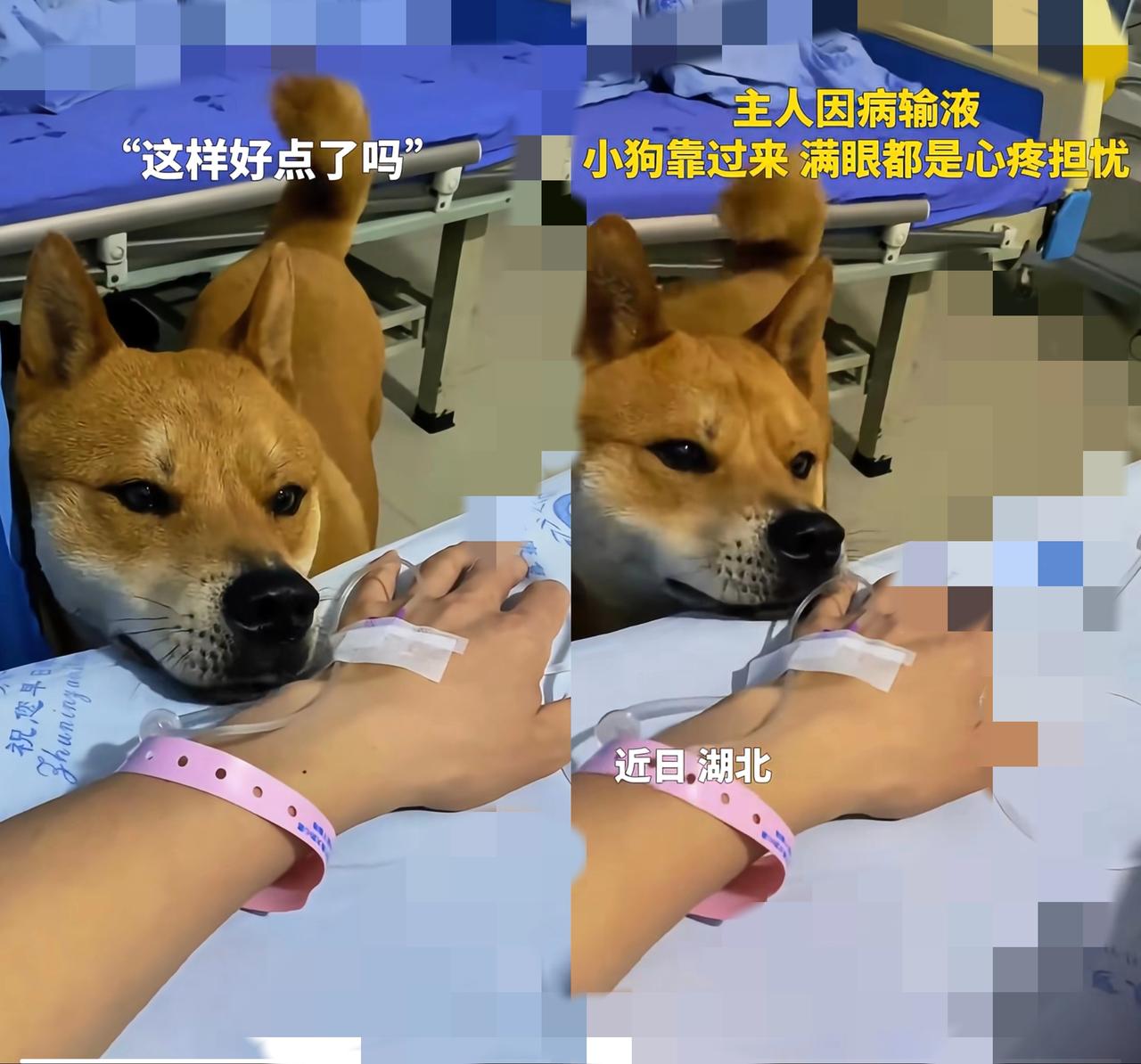 四川女子输液时，狗狗安静守在沙发上，连主人扎针的手都小心翼翼避开，那句“唯一一个