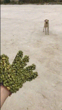 你过来啊狗子：神经病……