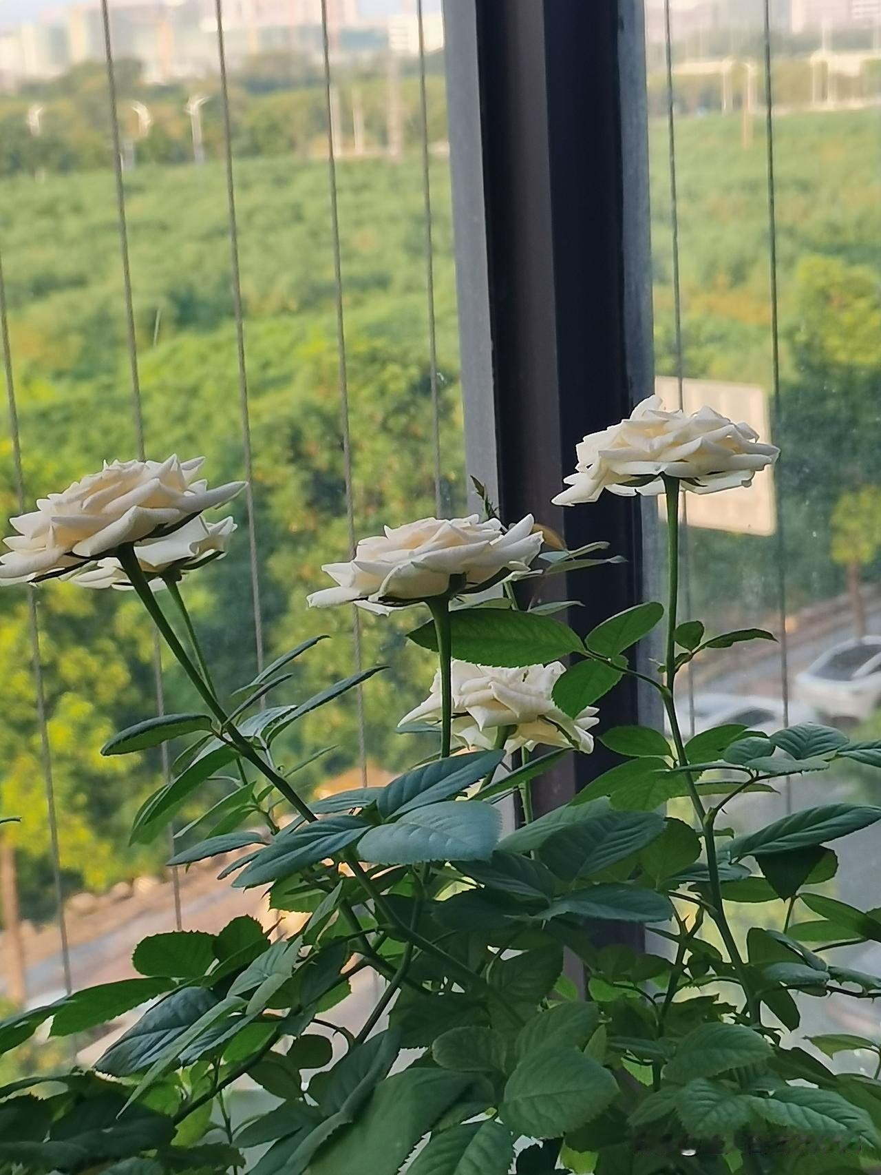 大姐打电话来，我知道准没好事，不想接她的电话，最终还是接了。大姐吐槽，说她三个儿