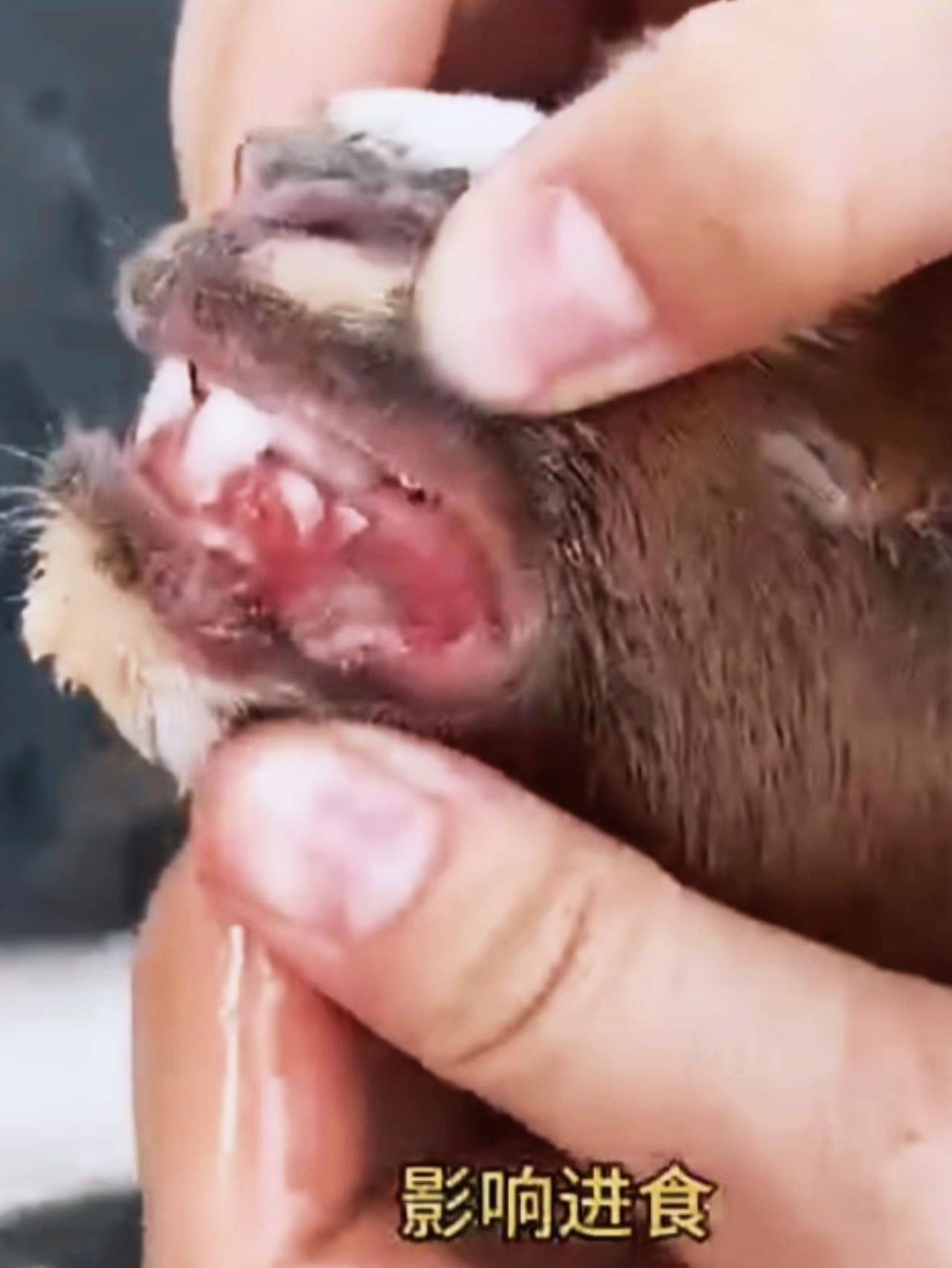 养羊人农村养羊