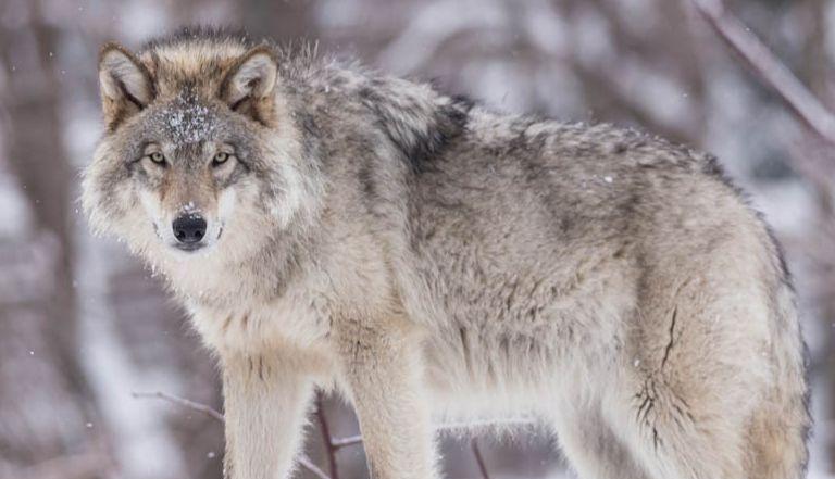 1943年冬，毛主席乘坐汽车从延安的枣园出发，驶向延水河畔。那天的延安傍晚比