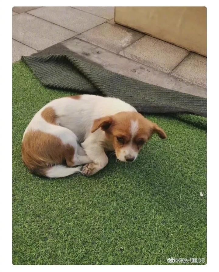 就是这只流浪狗被安徽某高校保安吊死在女生宿舍门口！学校将保安作停止处理！此消息来