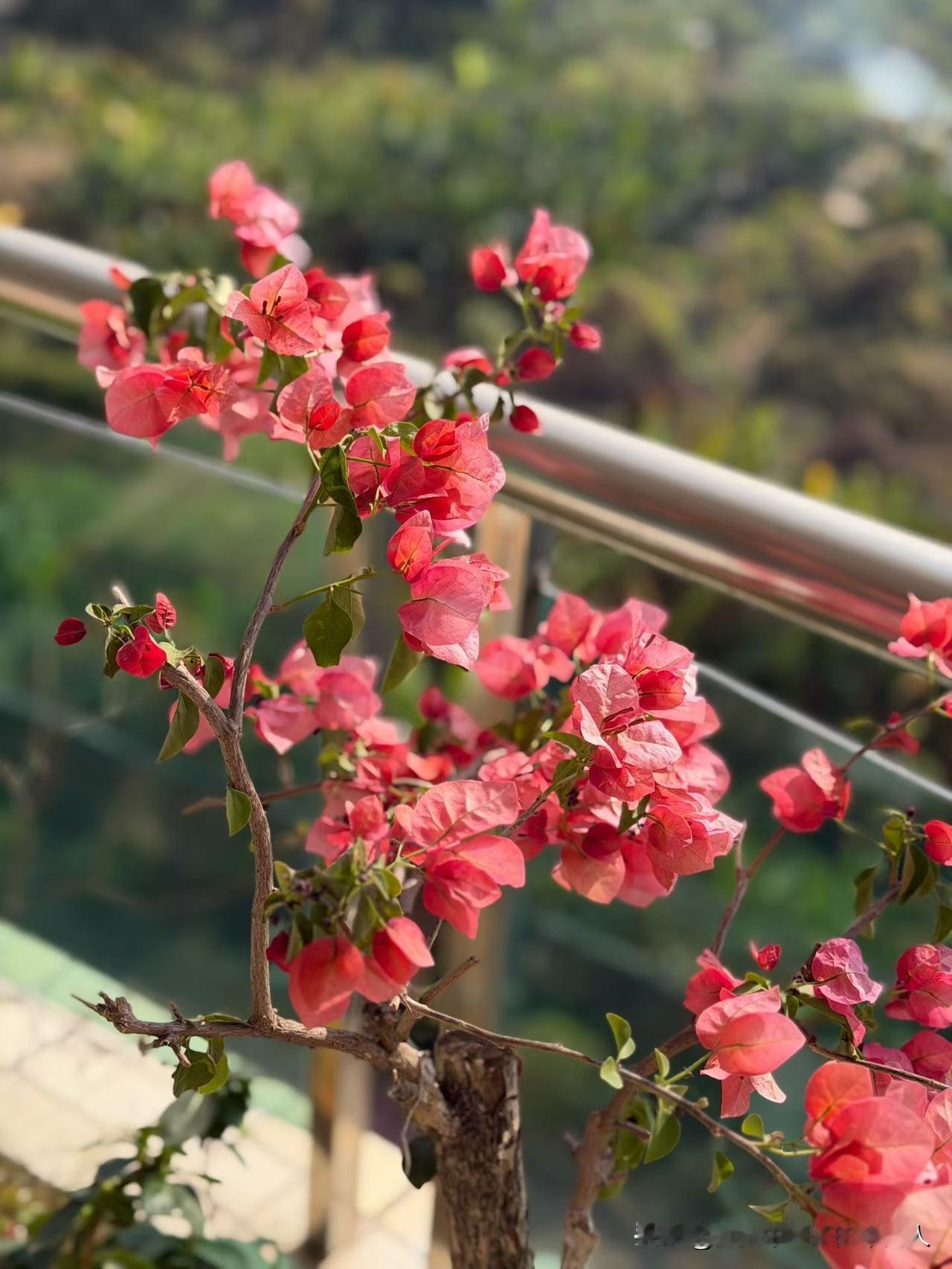 我想跑步，发现自己没有跑鞋，心想：工欲善其事必先利其器，买！鞋买了，看着镜子里的