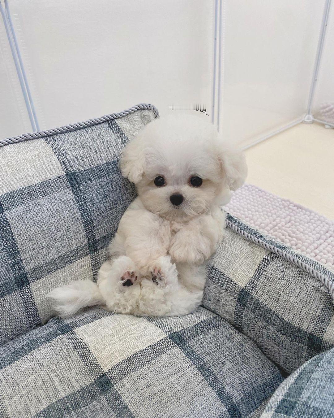 不要光顾着玩手机，而冷落了小狗