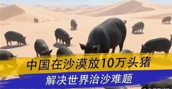 猪天生爱拱地，一头猪一天能把5平方米的硬沙层拱得松松软软，就像翻过的农田。在猪