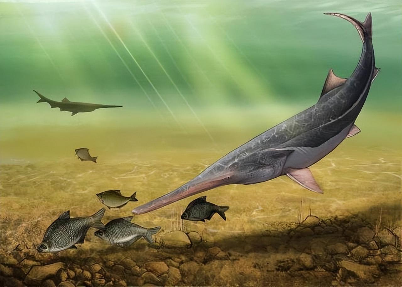长江白鲟是长江特有的匙吻鲟科远古鱼类，被称作“中国淡水鱼之王”，为国家一级保护