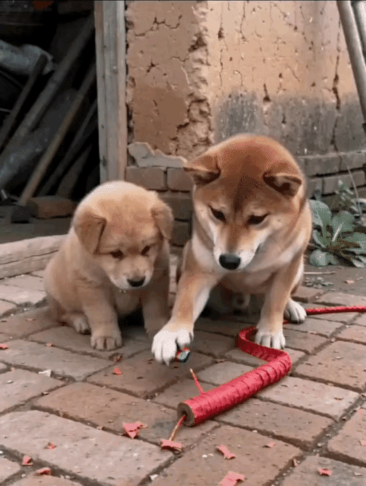 笑不活了！大黄坑小黄名场面，鞭炮没点着让弟弟去看，下一秒直接炸懵全网最坑哥