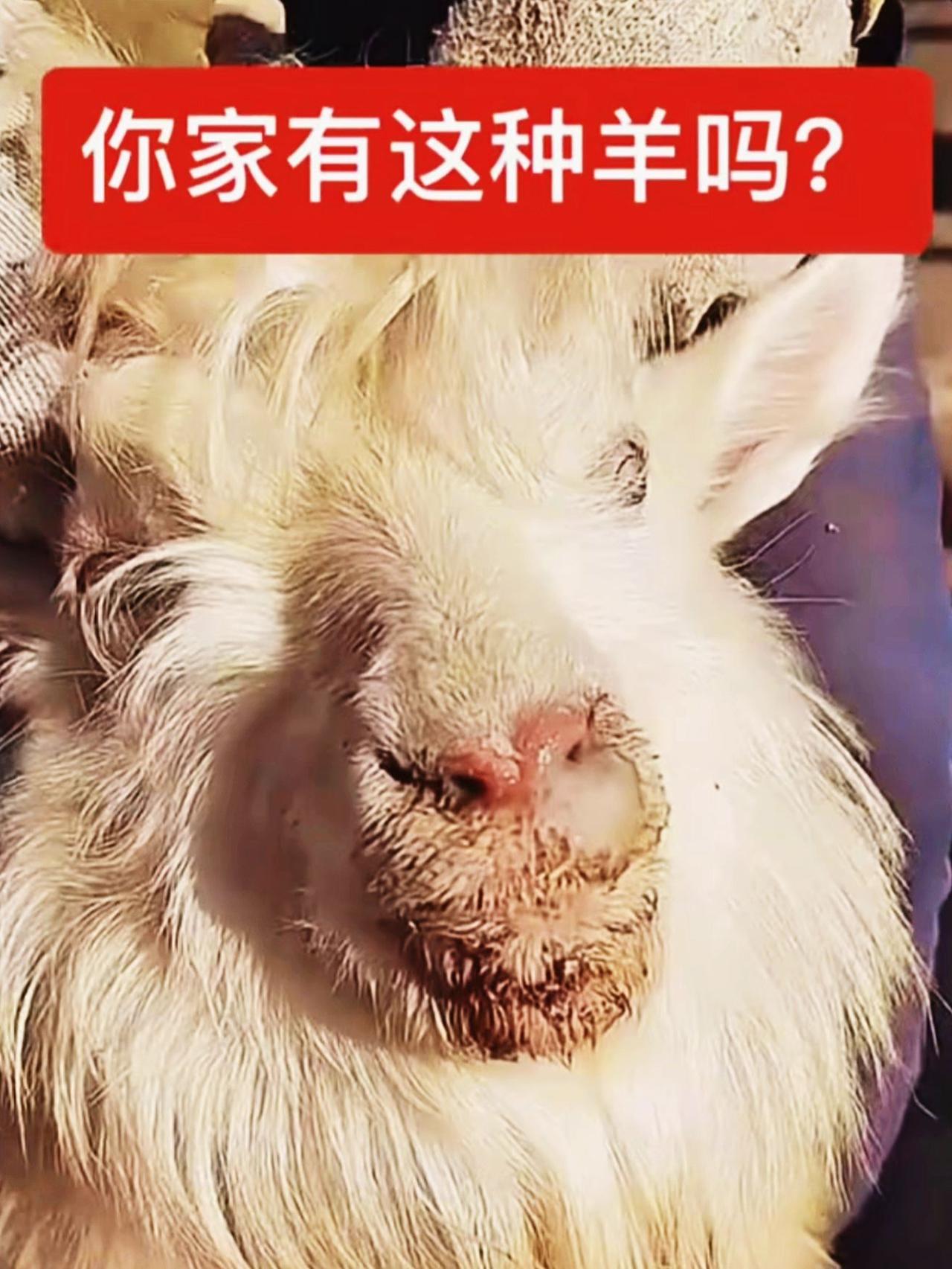 养羊人农村养羊牛羊感冒流鼻涕