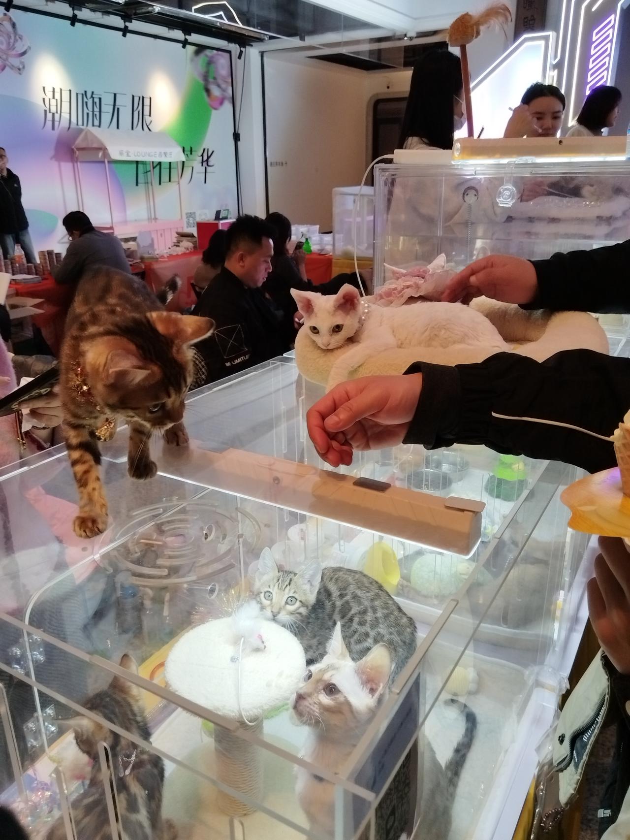 魏公村芳华里，小猫咪们这么乖。（如图所示）在魏公芳华里，新建了一个好大的地下城