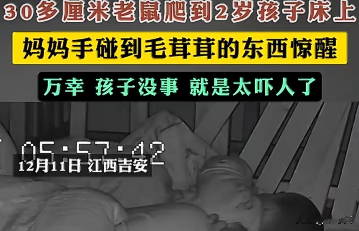 30厘米大老鼠爬进2岁娃被窝？江西吉安这事看得人头皮发麻江西吉安谢女士回娘