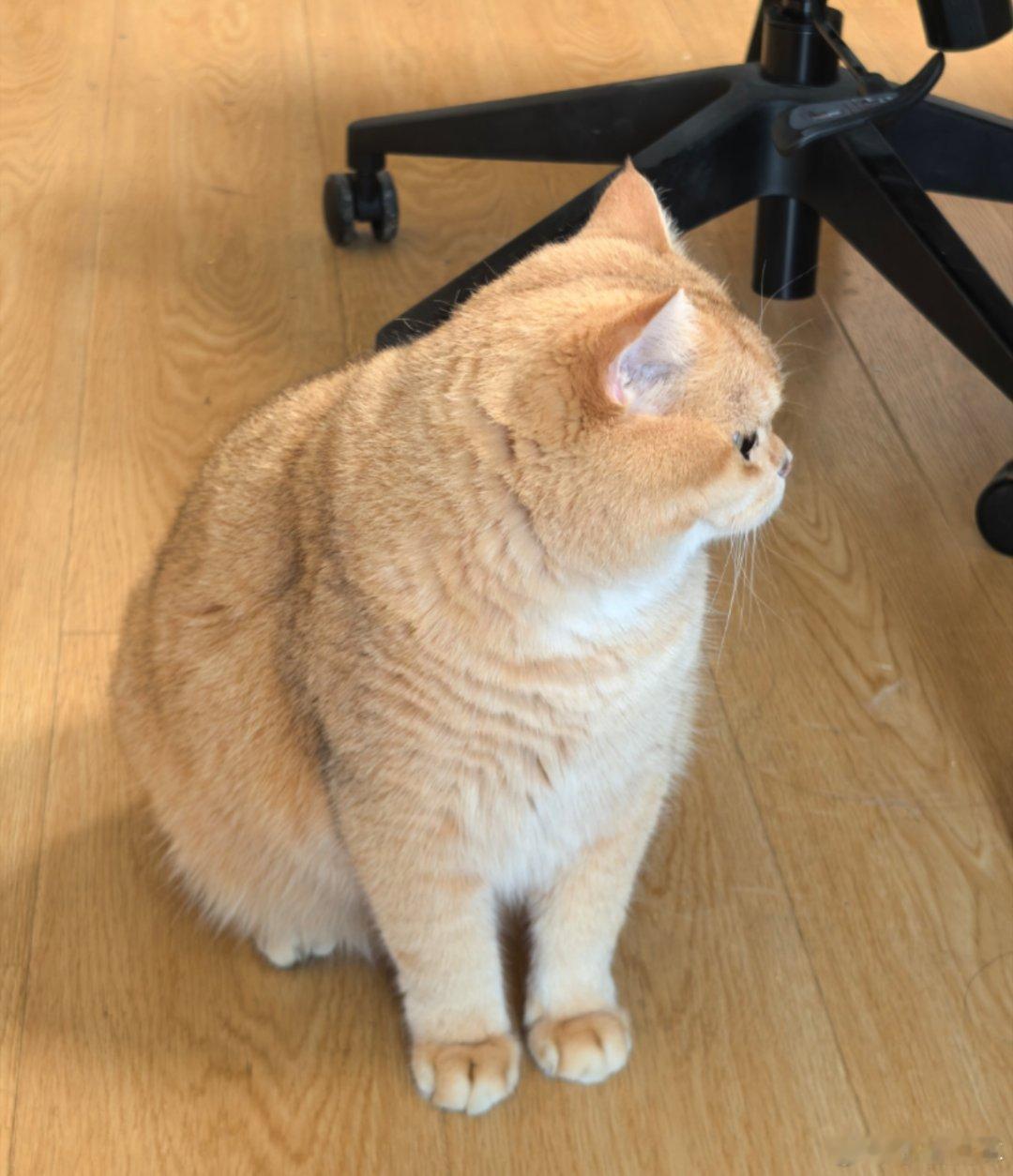小猫好幸福啊，随地大小睡，打扰它睡觉还要瞪我[扁嘴]​​​