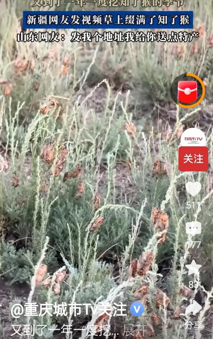 一定要了解清楚在去，要不然真的就是上当了。新疆满地的“知了猴”并不是你想想的如