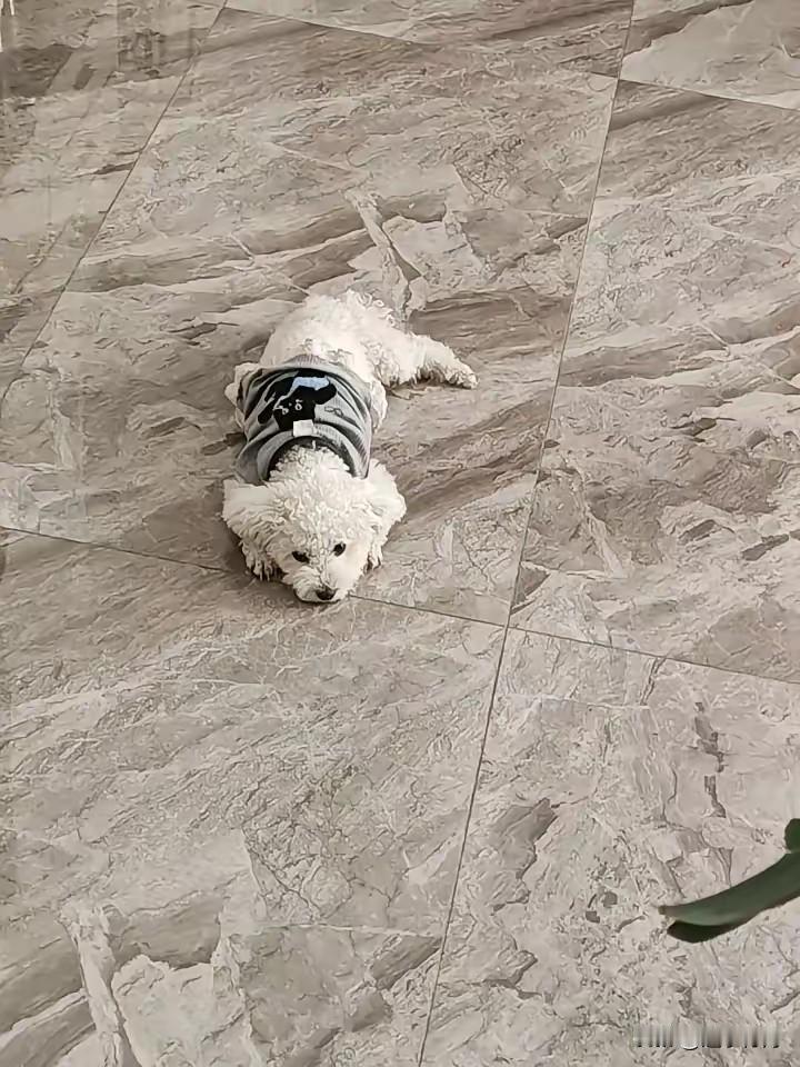 离家出走的小狗又回来了，可是养不熟的小狗实在不想再养了。这只小狗买回来养了大半年