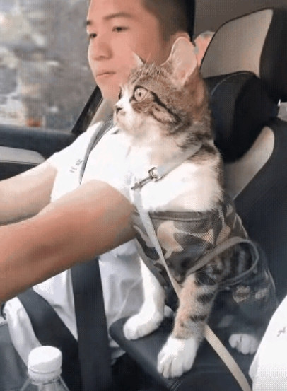 主人：你趴座位上睡会儿吧，到了我叫你。猫咪：不不不，我紧张的时候睡不着，毕竟命