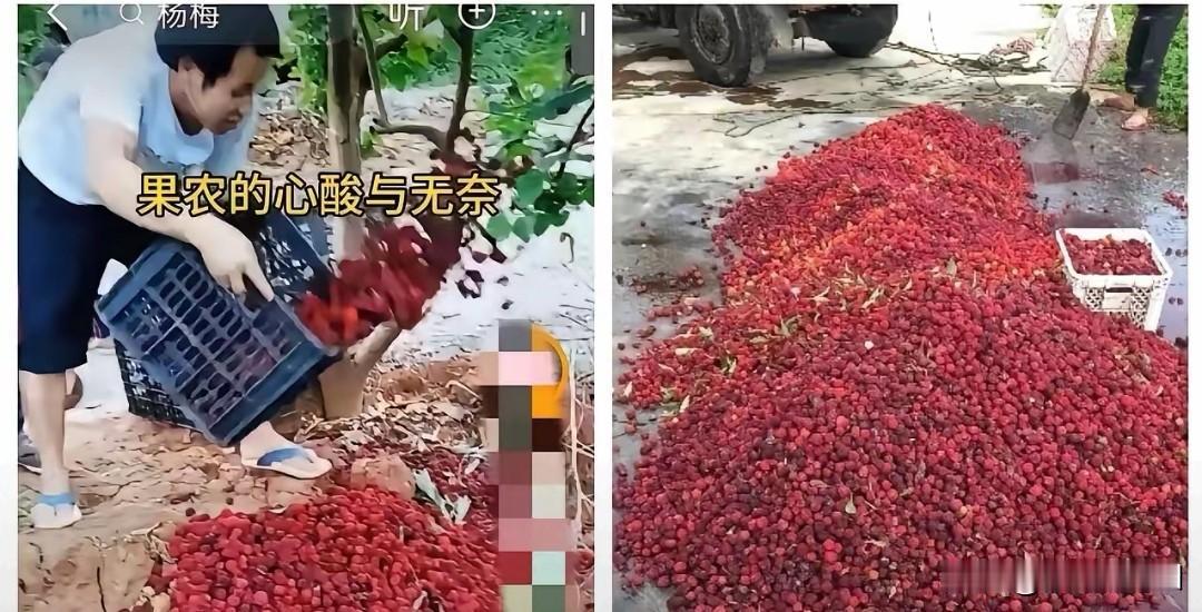 杨梅为什么容易长虫?漳州杨梅泡药黑幕曝光700年产业三天垮台漳州龙海杨梅