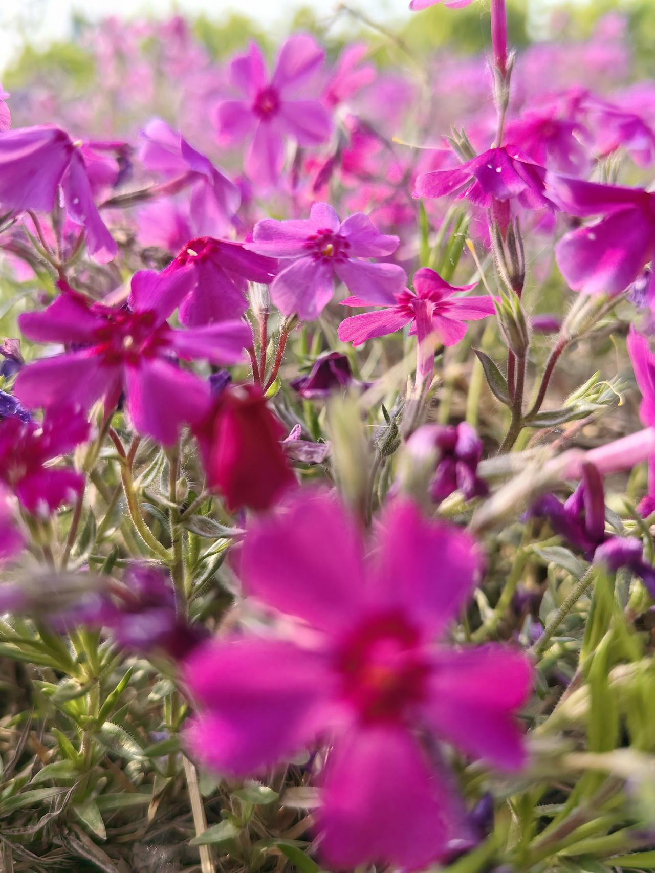 有次去香港游玩，早上去餐厅吃饭，旅行团一大帮人在餐厅里大呼小叫，“这点心好吃”，