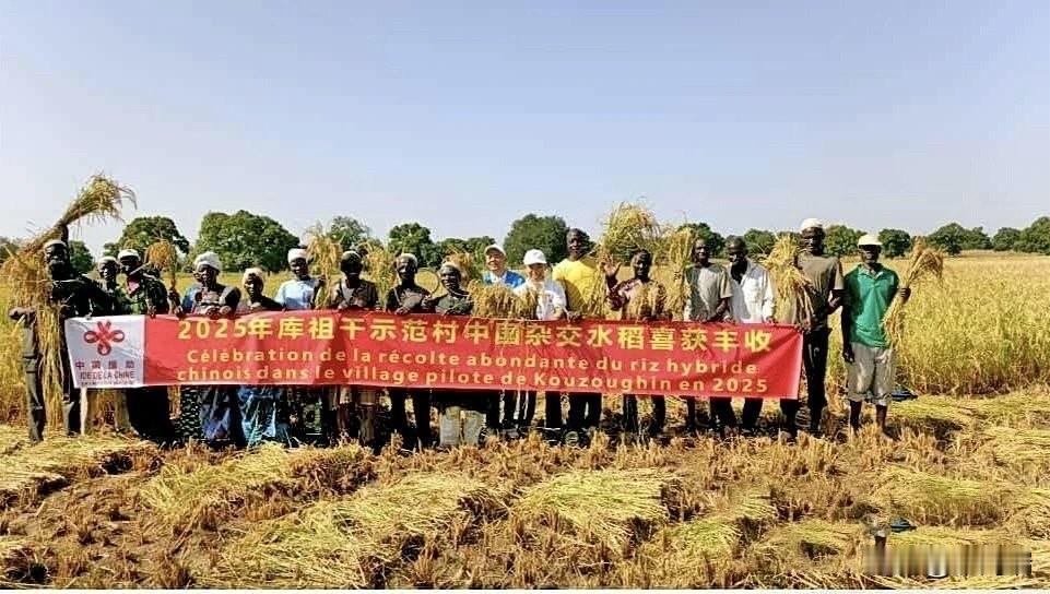 布基纳法索首次大规模种植中国杂交水稻获得了丰收。平均产量超过了每公顷9吨（t/h