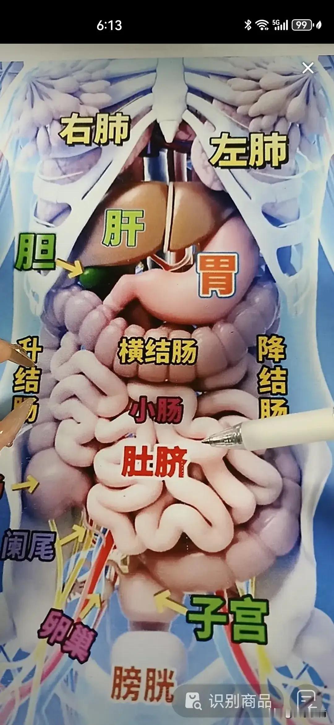 五脏六腑也就这么多东西