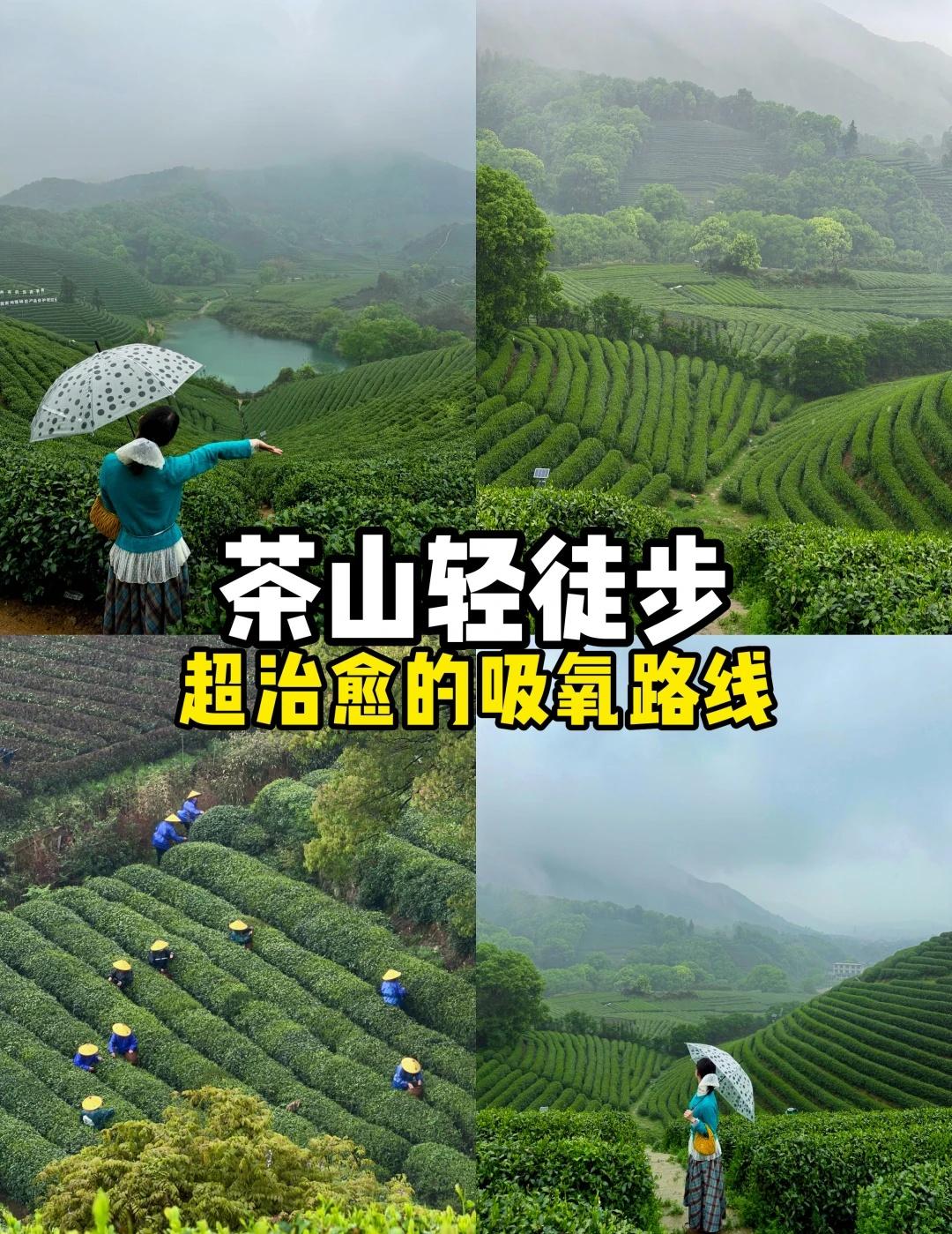 杭州上春山，龙坞茶村一日游路线攻略！春天上春山，杭州的春天一定来茶山走一走，超