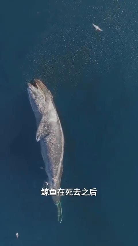 很多人认为鲸鱼在死去之后尸体便会缓慢沉入海底，但事实却并非如此。绝大多数的鲸鱼死