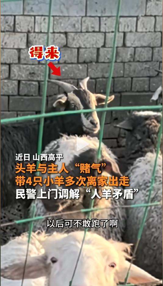 “请允许我先笑一会儿！”近日，山西高平，一头名叫“得来”的头羊，因为和主人闹了矛