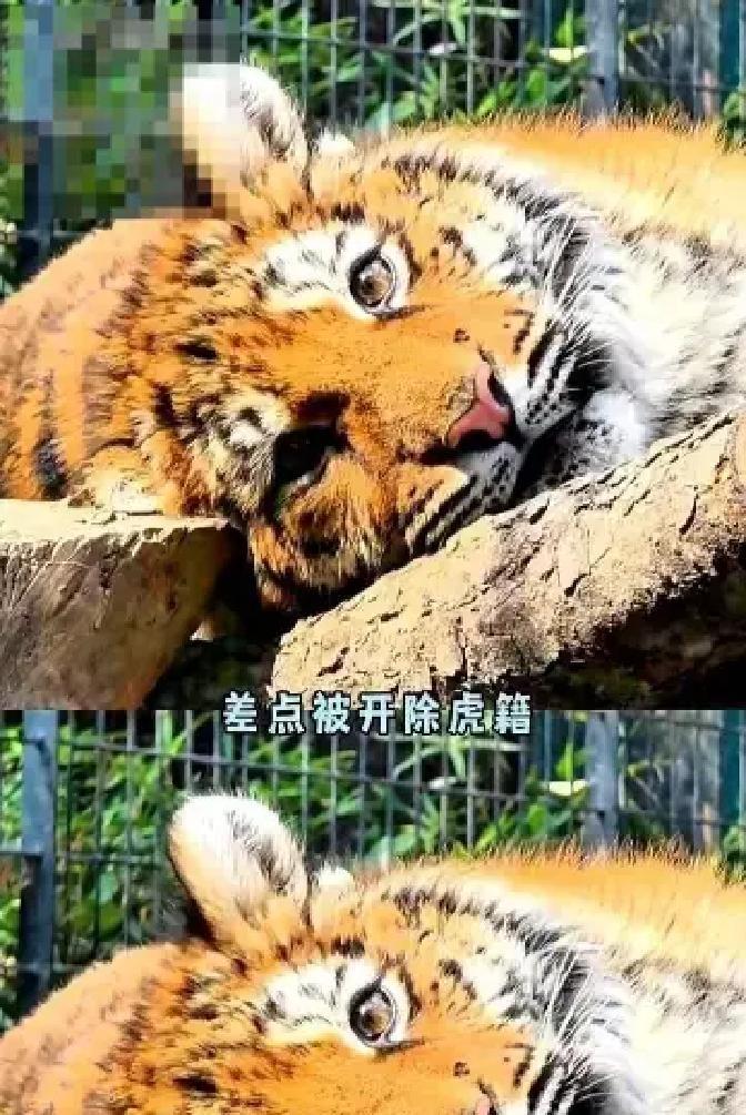 自然界有个残酷的铁律，刚出生要是体质弱、体温低，当妈的看一眼就会直接把娃扔了，好