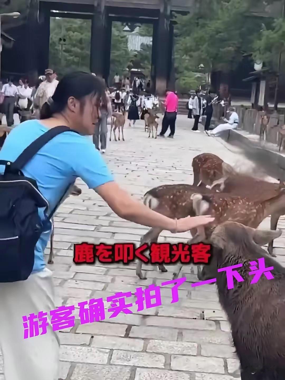 太气人了！中国女游客在奈良公园只是用手轻拍了一下鹿头，竟被蹲守的日本网红当场大喊