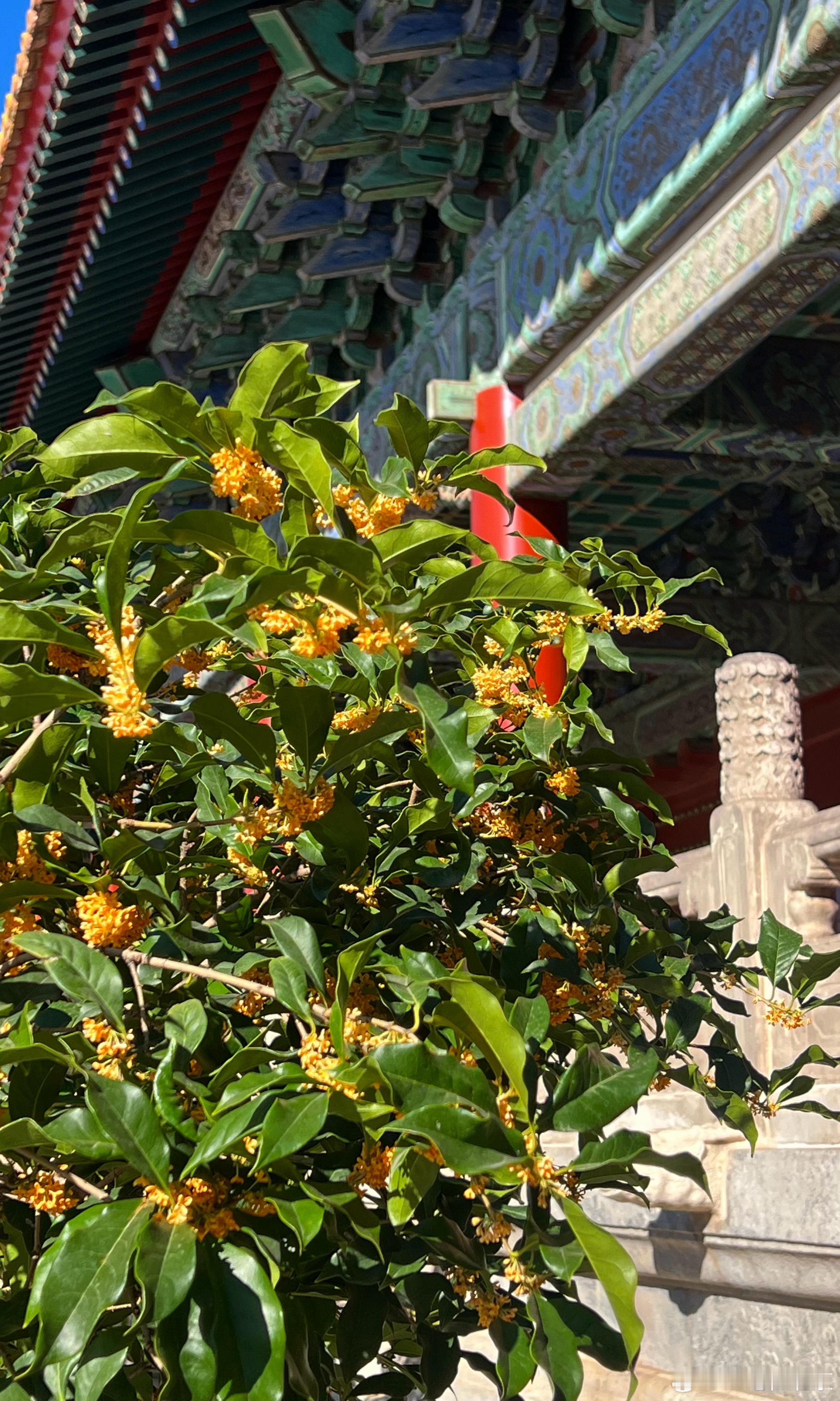 太庙（劳动人民文化宫）桂花香摄影