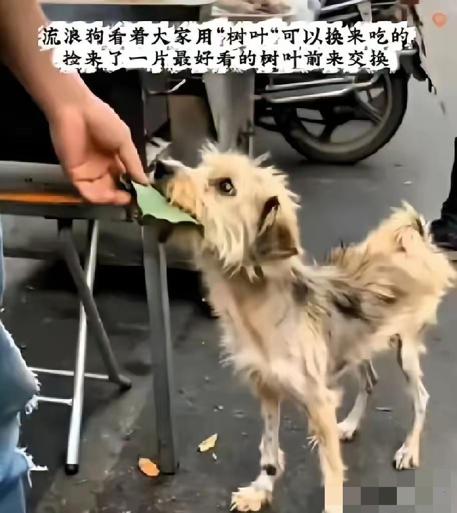 无数善良的人看了泪目！在某个小吃摊前，一只饿了很多天瘦的跟个纸片一样的流浪狗，