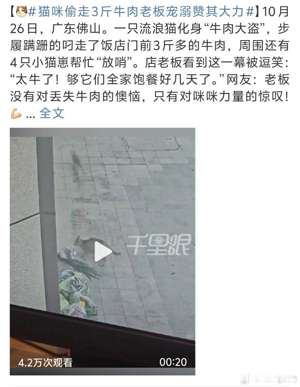 猫咪偷走3斤牛肉老板宠溺赞其大力猫好人更好三斤牛肉可不是谁都会舍得的