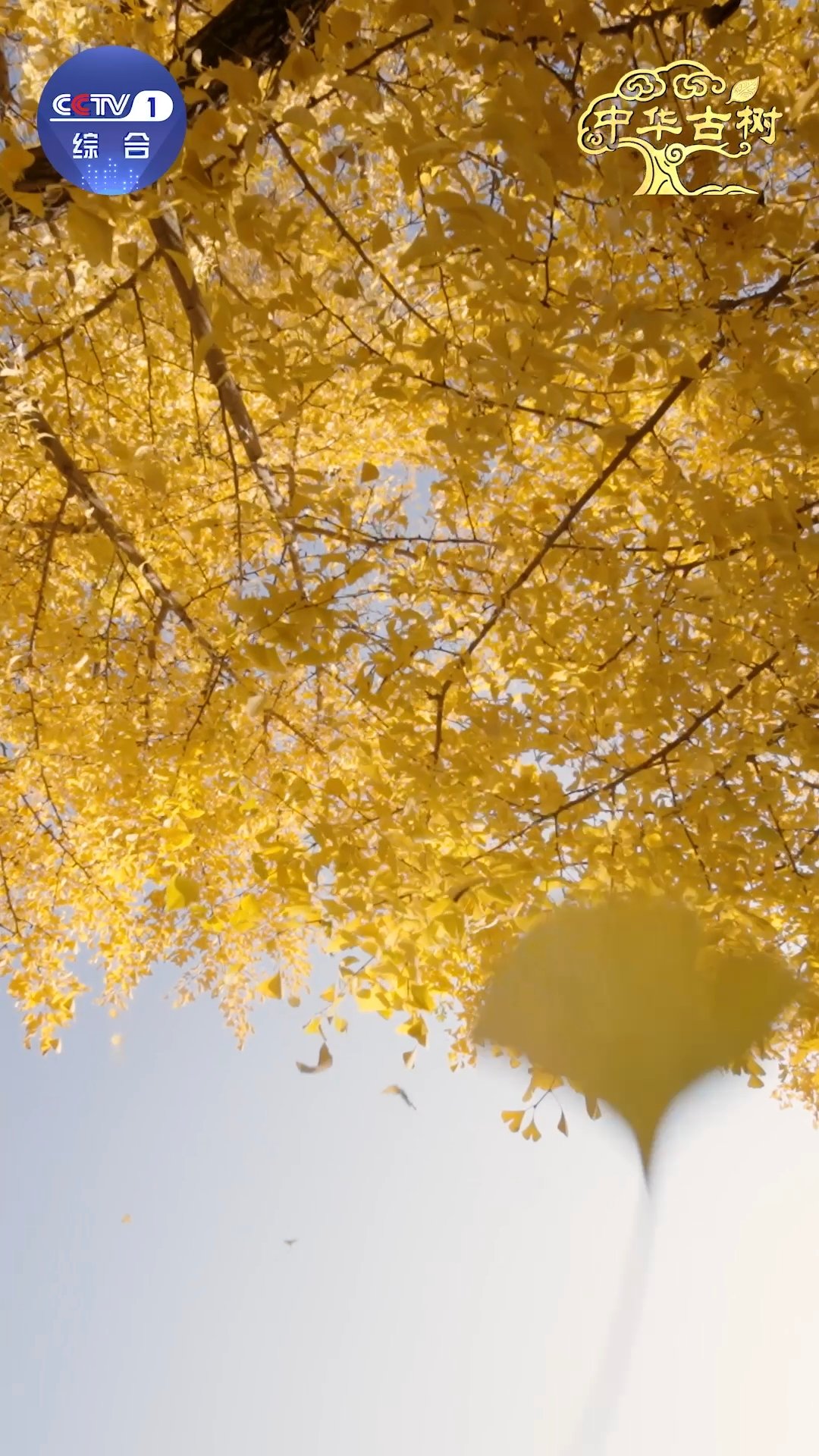 跨越千年的植树接力中国人爱种树已刻进DNA从古人栽树留荫到今人植绿护河，这份