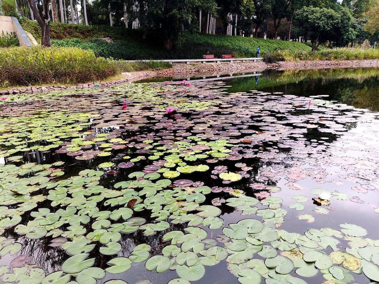 断口连竿3小时，他只换了钓位昨天蹲塘边，看他从死窝到爆护，只把竿子往右挪了