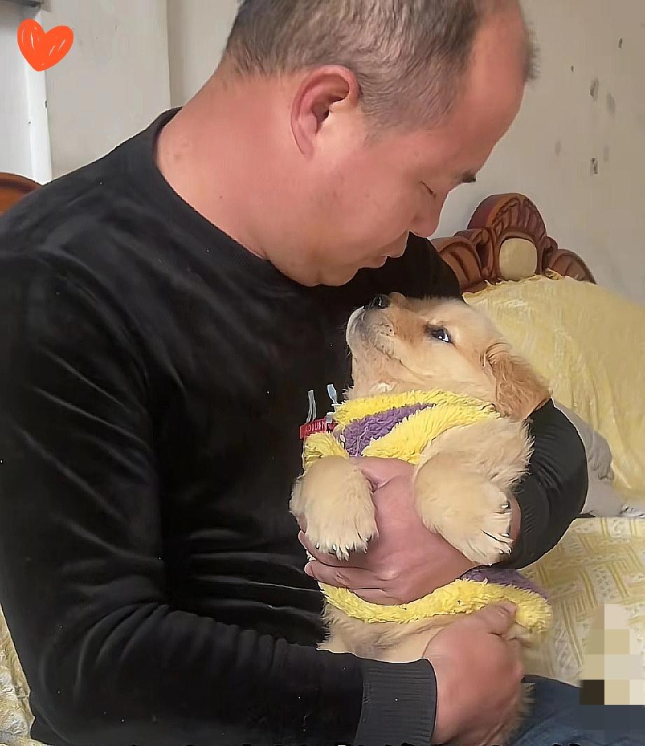 凌晨两点的哭声谁扛得住？不是宝宝闹觉，是刚到新家的小奶狗缩在角落发抖呜咽，那