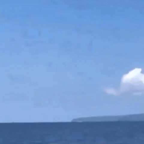 小鲸鱼学拍浪🌊宠物卖萌中心​​​