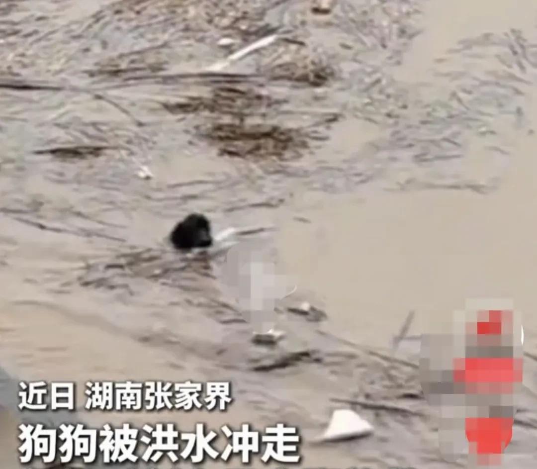 湖南张家界，由于连续暴雨，河水猛涨，一只黑色的狗狗，不幸被迅猛的河水冲走。慌乱