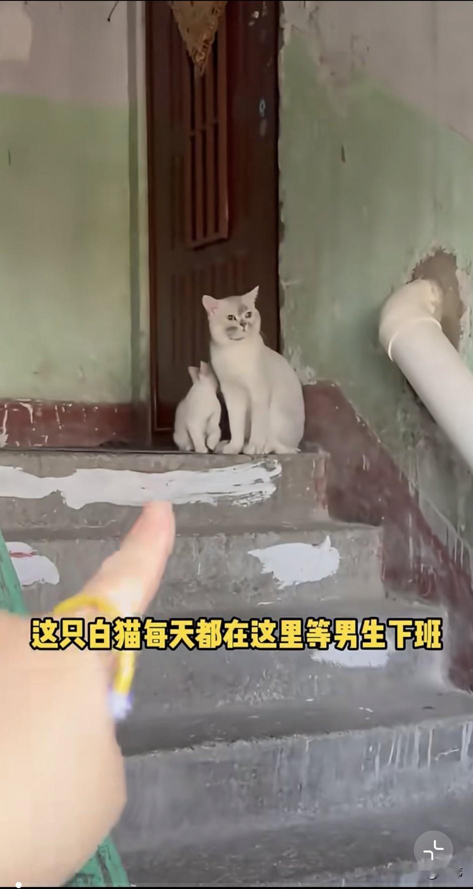 泪目了！一只猫妈妈每天都带着孩子在小哥哥家门口等着他下班，起因就是当初小哥哥好心