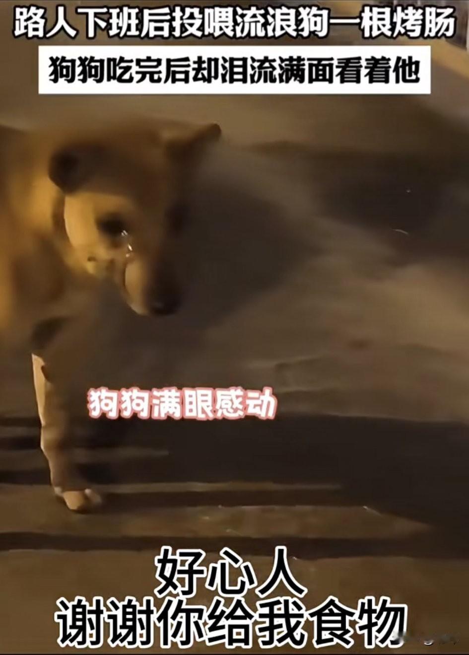 泪目了！这天一位小哥哥下班回家，当他走到一条小路的时候，看到一只流浪狗在呜咽，他