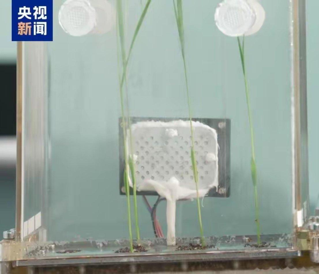 黎家盈这回可有点忙了！神舟二十三号要在太空种水稻，带了六棵秧苗上去，要在太空连续
