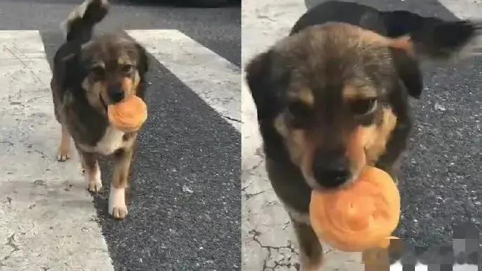 【上海男子被流浪狗“投食”瞬间破防：喂养45天，来“报恩”了！】近日，一男子分享