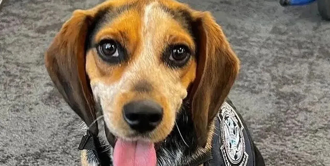 警犬遭猛踢，七旬老汉被捕！谁能想到，机场里一只尽职尽责的