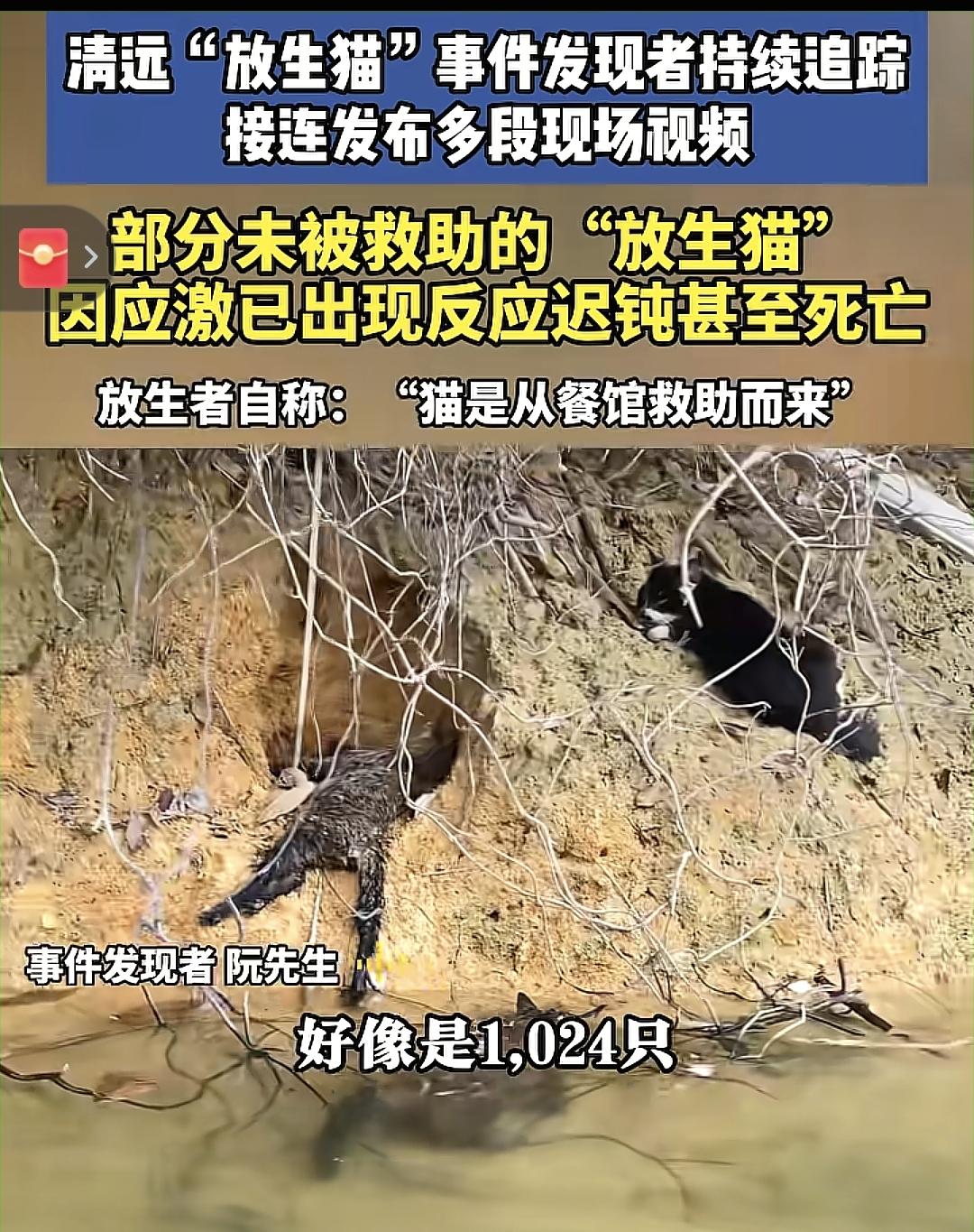 清远“放生猫”事件，猫咪一共1024只这个数字总感觉有问题，有没有懂道家的或者