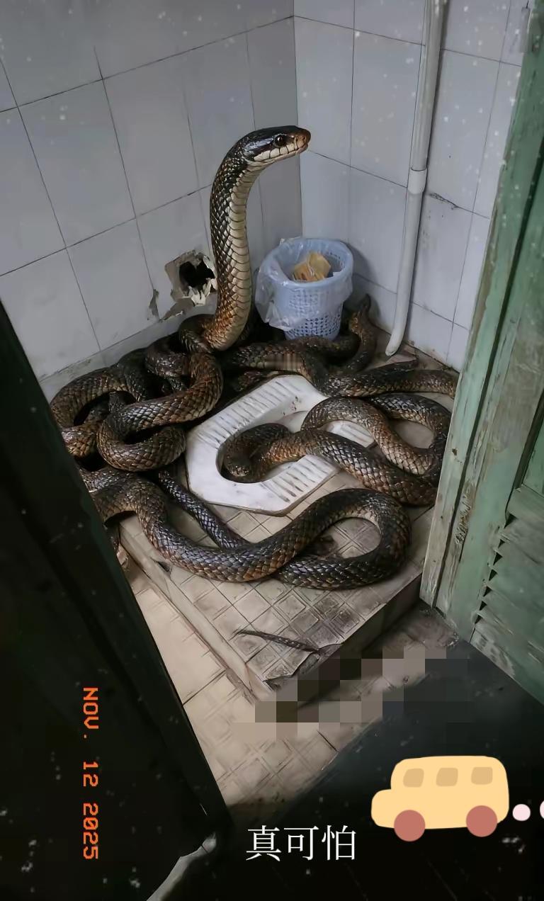 上个厕差点把自己吓死，上个厕所猛然发现家里凭空冒出这么多“辣条”（蛇），简直能