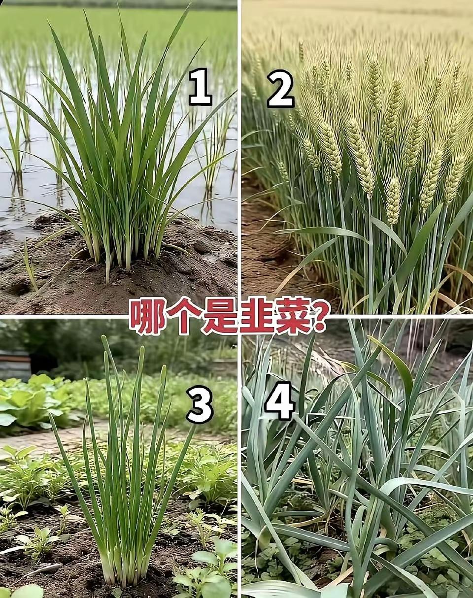 哪个是韭菜？