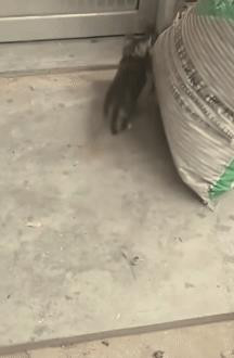 猫咪确实是天生的老鼠杀手，一种动物对另一种动物的克制，是控制该动物数量的有效手段
