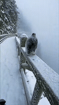 生命力太顽强了。